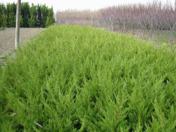 綠化苗木養(yǎng)護(hù)與病蟲害防治